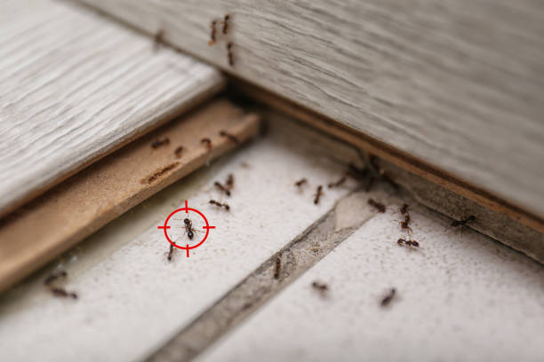 Best Spider Control Near Me  in Bridgewater, VA