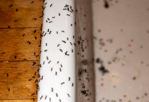 Best Pest Prevention Services  in Bridgewater, VA