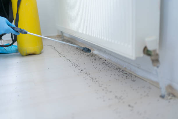 Best Wasp Removal Services  in Bridgewater, VA